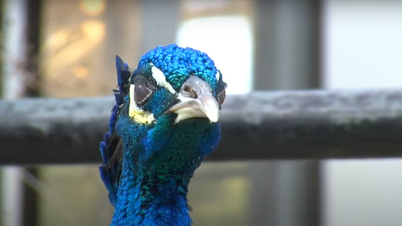 Peacocks in Austin
